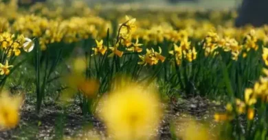 Четвъртък 16 април: предимно слънчево, локални слаби превалявания на югозапад