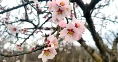 Петъчната прогноза за 17 април: усилване на облачността и слаби валежи на югозапад