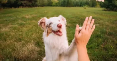 Експериментално лекарство от Сан Франциско може да добави година към живота на кучетата