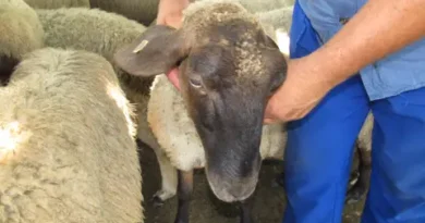 БАХК: Предложението за премахване на изискване за реализация може да отвори път за кухи стопанства