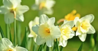 Западен вятър и слънце: Прогноза за петъчния ден (24 април)