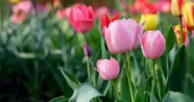 Съботна прогноза за 25 април: слънчево и по-слабо ветровито