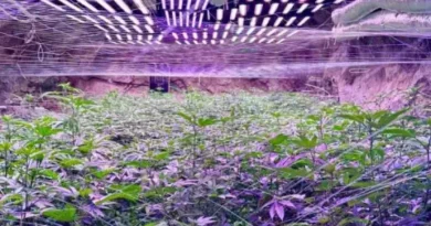 Спецакция разкри модерна оранжерия за марихуана близо до Кюстендил