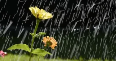 Облачно и по-хладно: прогноза за сряда, 29 април — валежи и гръмотевици