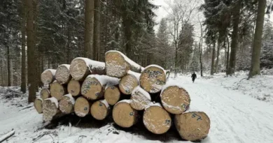 Горският запас в България расте — увеличение от 4,5% за последните пет години