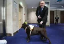 Исторически дебют: лабрадор-водач стана първото куче в Народното събрание