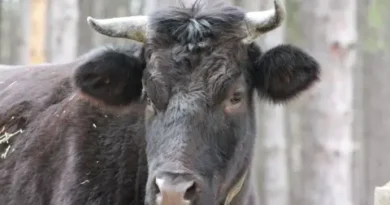 БАБХ въвежда 100% контрол върху вноса на млечни продукти