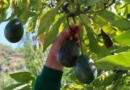 Мацуяма заменя цитрусите с авокадо в отговор на климатичните промени