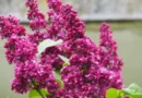 Слънчево сутрин, следобед – купеста облачност и локални бури