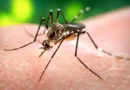 Защо някои хора привличат повече ухапвания от комари?