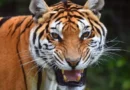 Втечнял тигър в Шкойдиц нападна доброволец и бе застрелян