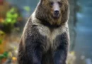 Близо 20 кафяви мечки във Витоша, Плана и Верила — как да се движим безопасно