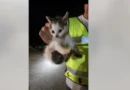 Котенце спасено от дълбока кабелна шахта с високо напрежение в двора на Гранична полиция