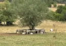 Гръмотевичен удар унищожи част от стадо край Калофер — стопанинът остава без трета от животните