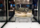 Семейството на Клод Лемьо предаде мозъка му за изследване на ХТЕ