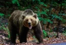 Засилено присъствие на кафяви мечки край населени места в Благоевградско