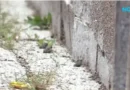 Стотици крастави жаби изпълниха централни площи в Бургас